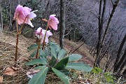 16 Festa di ellebori in fiore sul sentiero